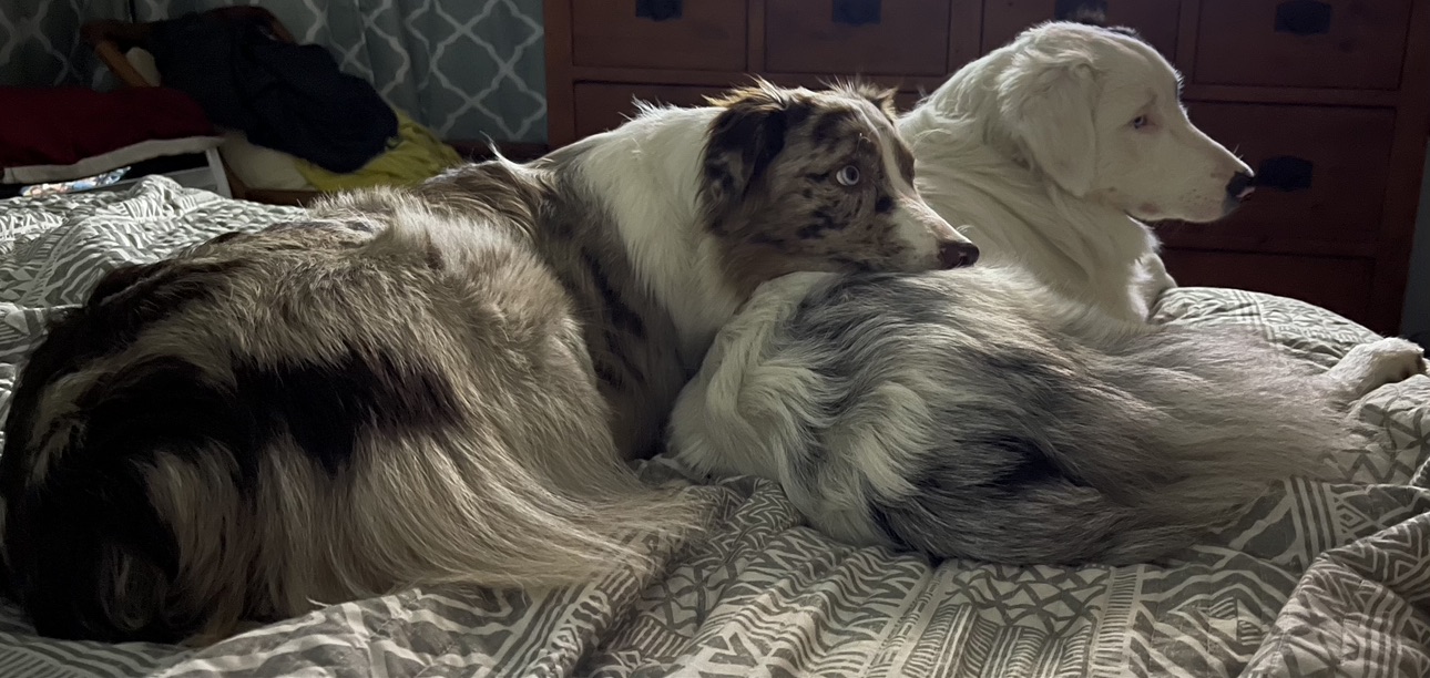 The Dog Days of Disappointment